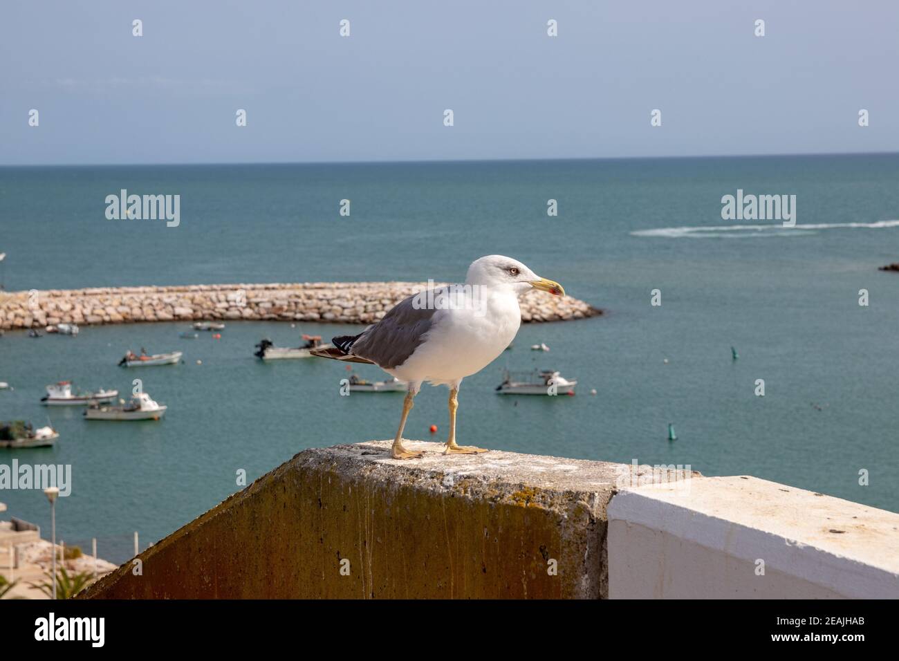 Fuoco selettivo su un gabbiano europeo di aringa (Larus argentatus) su un muro alla costa di Algarve in Portogallo. È il più conosciuto di tutti i gabbiani lungo le rive dell'europa occidentale. Foto Stock