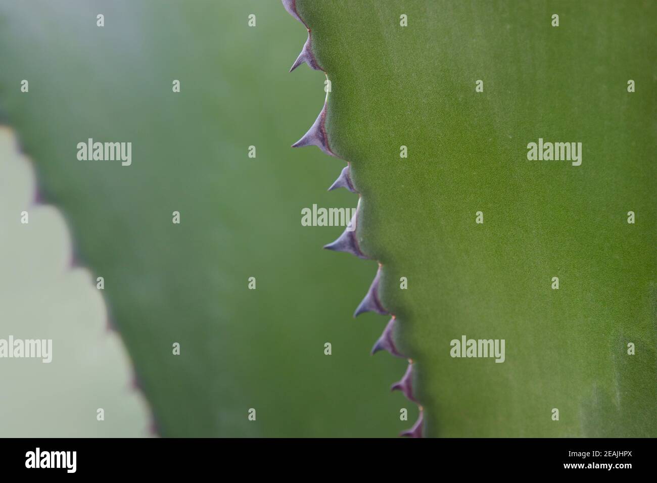 Cactus foglie con spine. Foto Stock