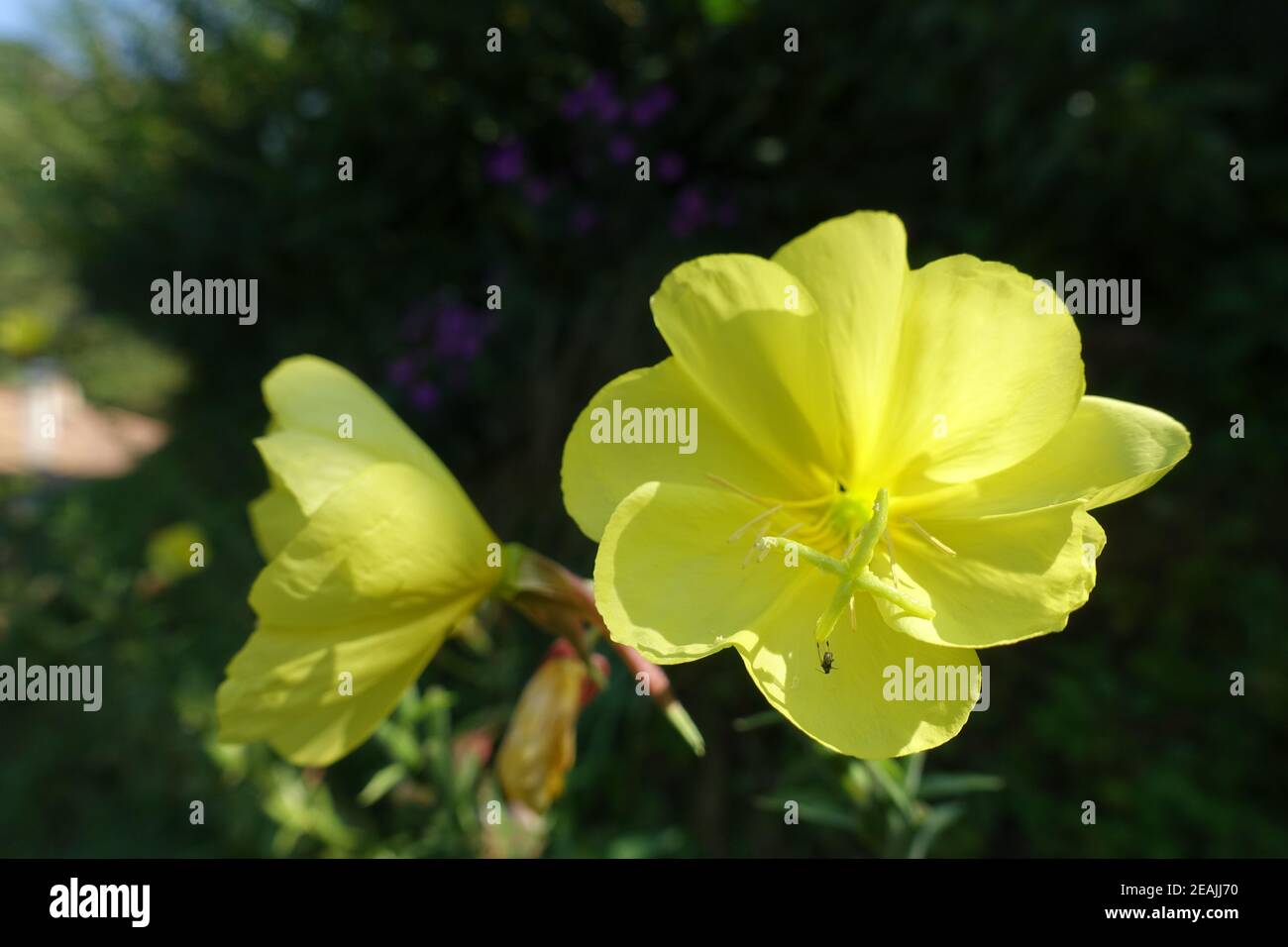 Serata-Primrose comune, sera stella o tramonto, (Oenotera biennis), primo piano dei fiori Foto Stock