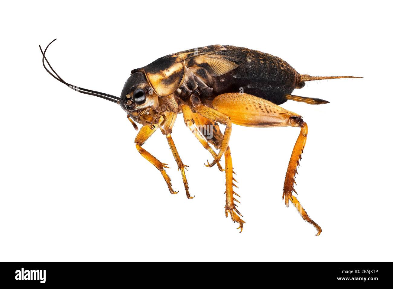 Campo Mediterraneo Cricket Foto Stock