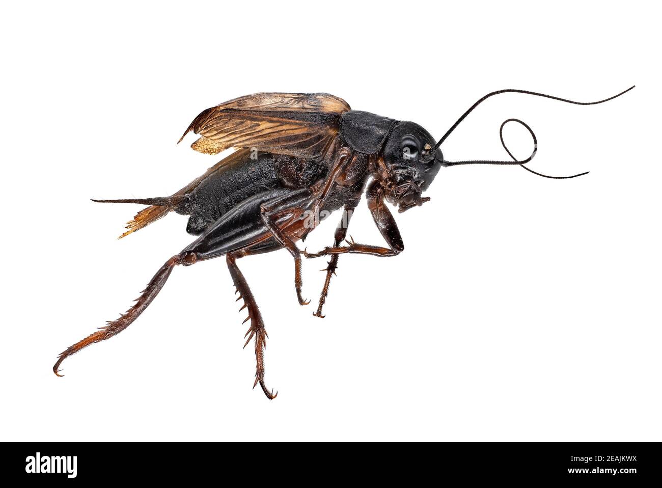 Campo Mediterraneo Cricket Foto Stock