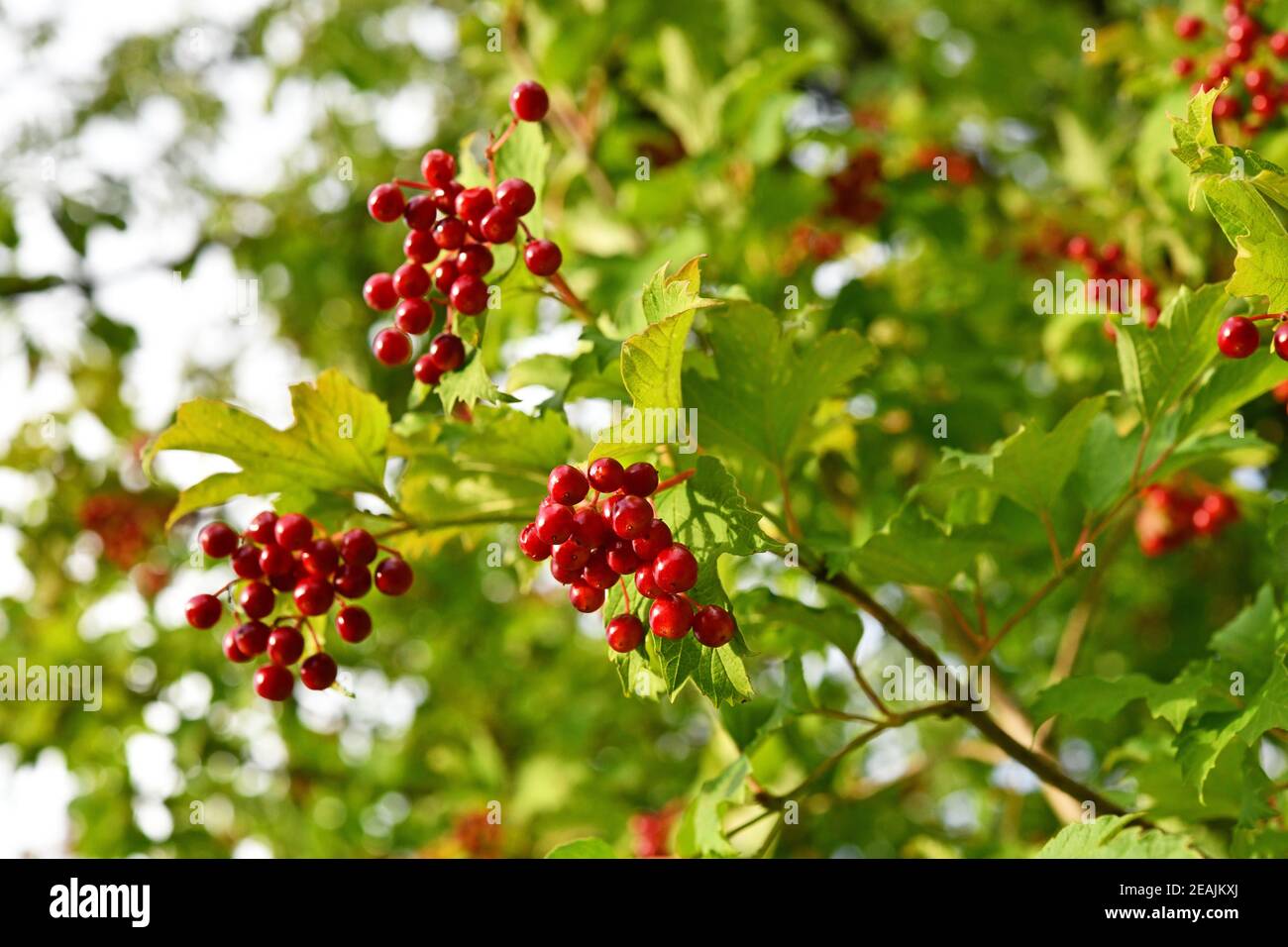 Frutti rossi dell'opulus del Virburnum Foto Stock