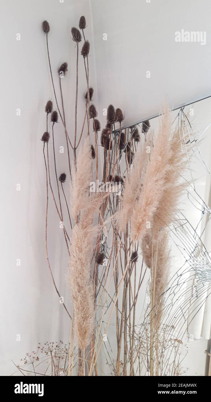 interior design, piante essiccate, canna, canna di fronte a specchio rotto e pareti bianche Foto Stock