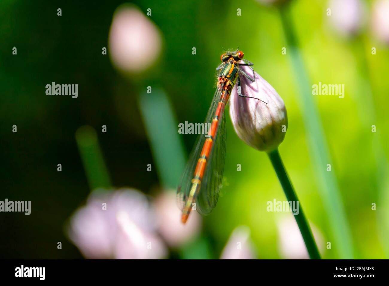 Dragonfly seduto su un bocciolo di fiori di erba cipollina chiuso Foto Stock