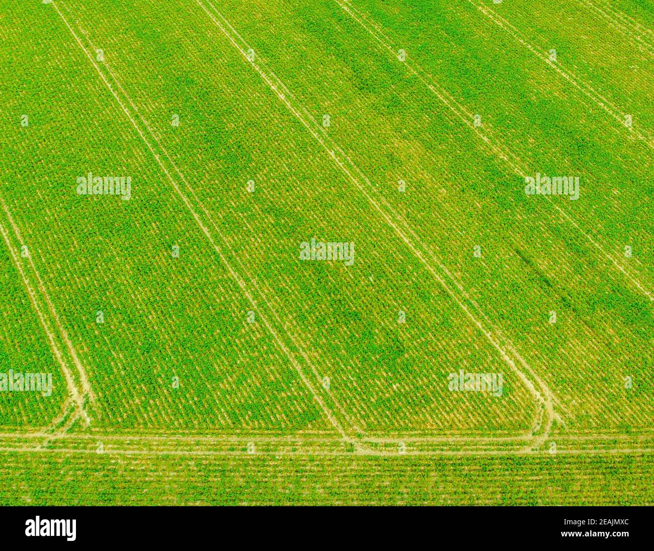 Aereo di campo agricolo verde con tracce di attività di irrorazione dal trattore Foto Stock