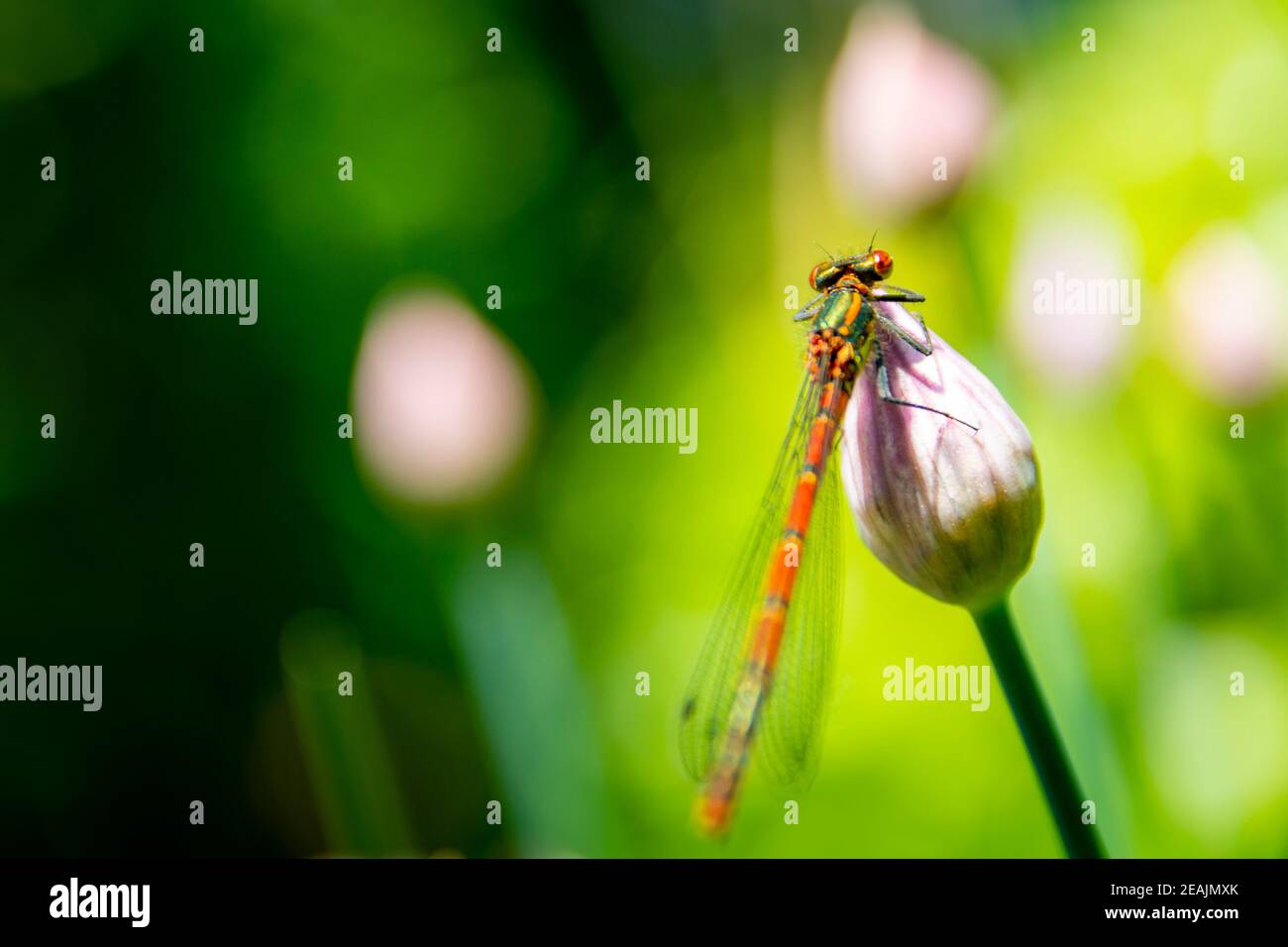 Dragonfly seduto su un bocciolo di fiori di erba cipollina chiuso Foto Stock