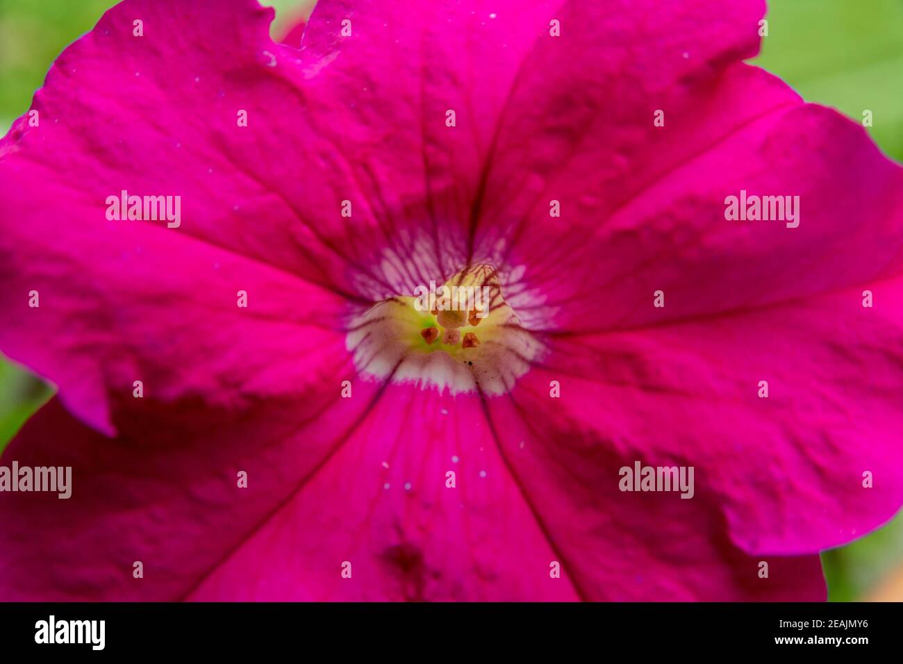 Primo piano di fiori rosa di Petunia con stigma pistillum e antera androecio Foto Stock