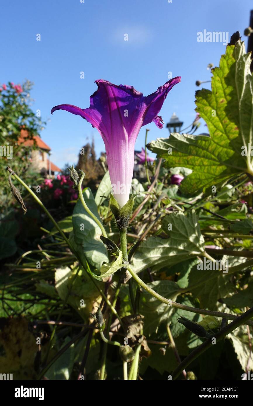 Comune mattina-gloria, alta mattina-gloria, o viola mattina gloria (Ipomoea purea) nel giardino Foto Stock