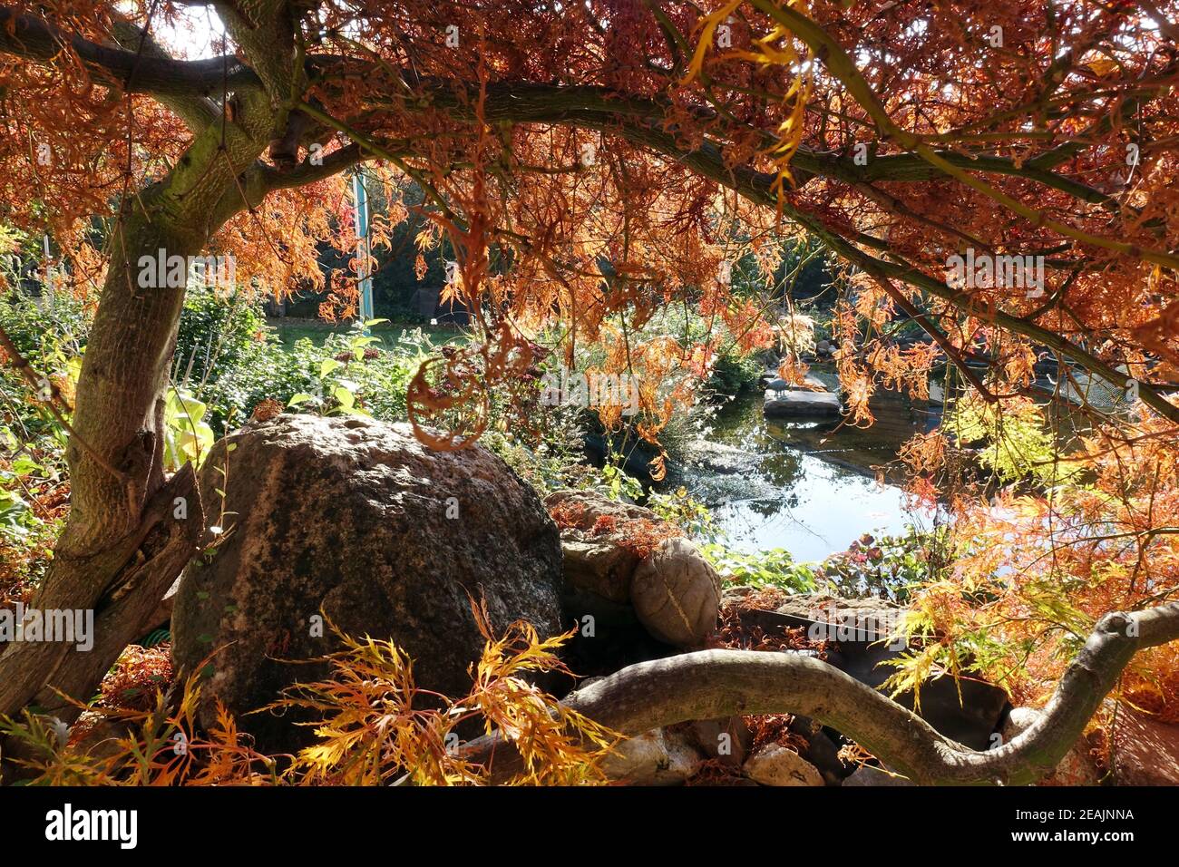 Herbstlaub an einem FÃ¤cherahorn (Acer palmatum) Foto Stock