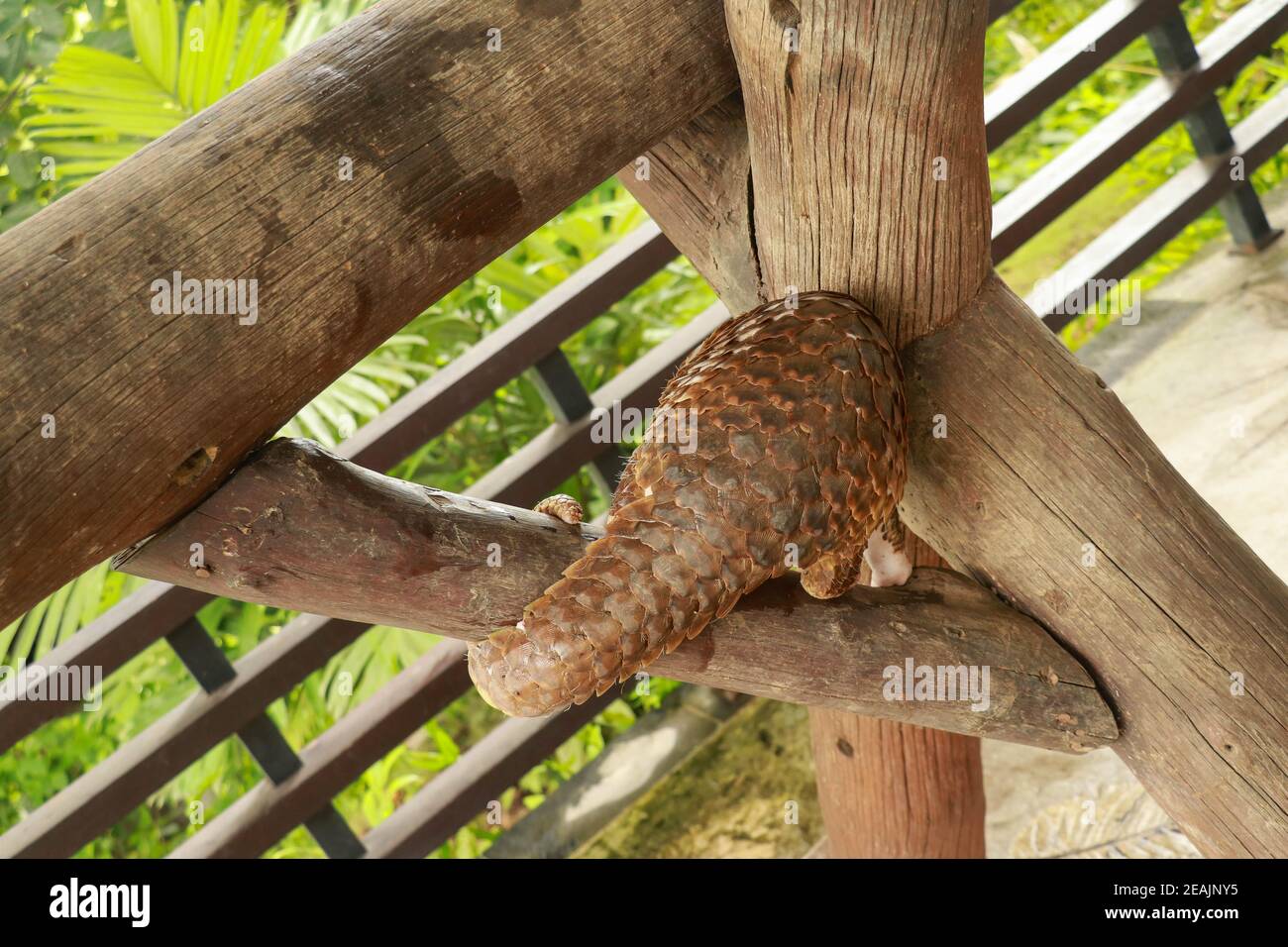 il trenggiling sale sulla costruzione di legno. Pangolino Manis javanica appeso sulla coda sul legno Foto Stock