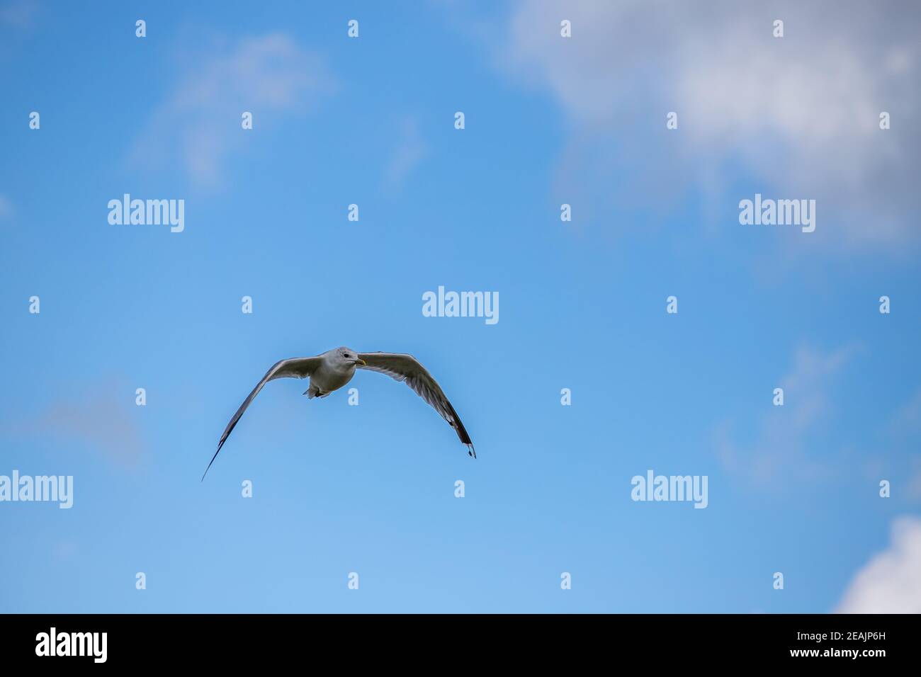 Seagull in volo Foto Stock Seagull in volo Foto Stock