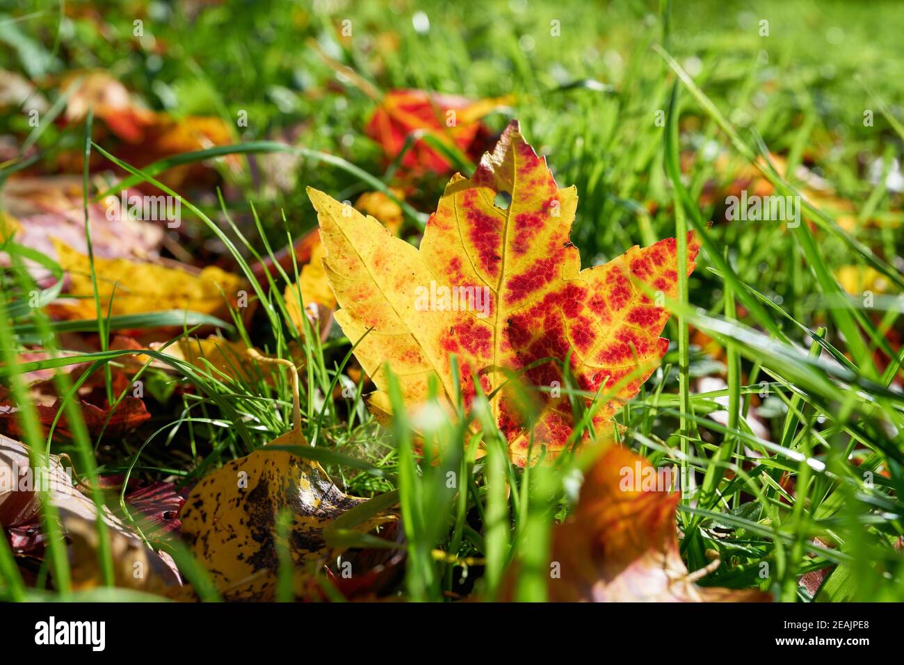 Foglia d'acero con coloratissima colorazione autunnale su un prato Foto Stock