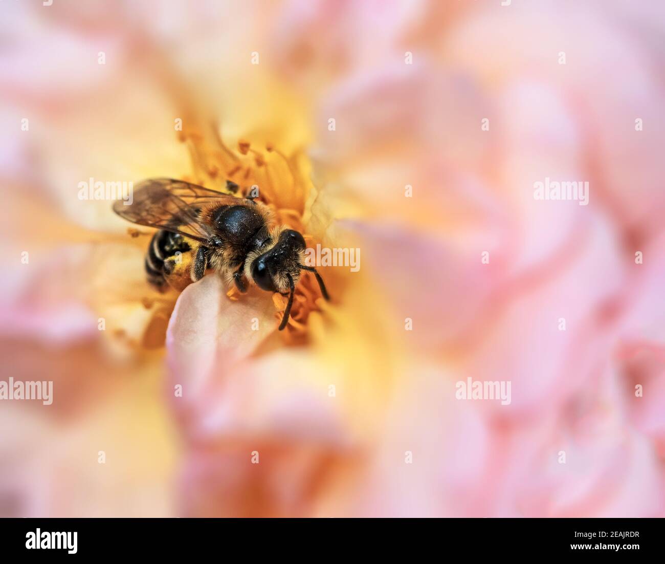 Piccola ape selvatica in fiore di fiori di rosa Foto Stock