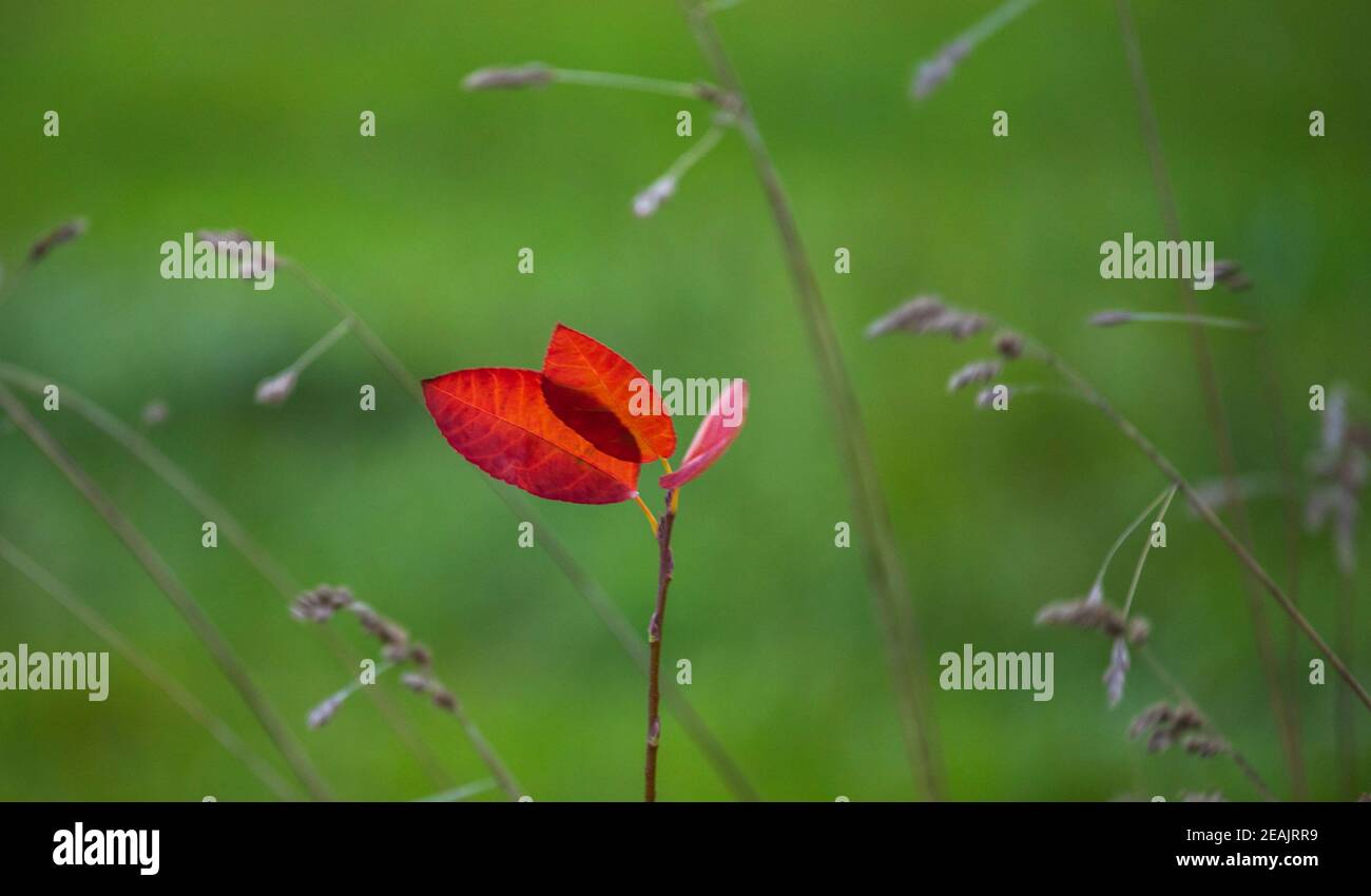 Colori di autunno Foto Stock