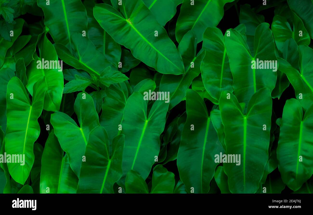 Foglie verdi decorative in giardino. Struttura delle foglie verdi. Pianta ornamentale. Foglie verdi nella foresta tropicale. Giardino botanico. Carta da parati verde per spa o salute mentale. Natura sfondo astratto. Foto Stock