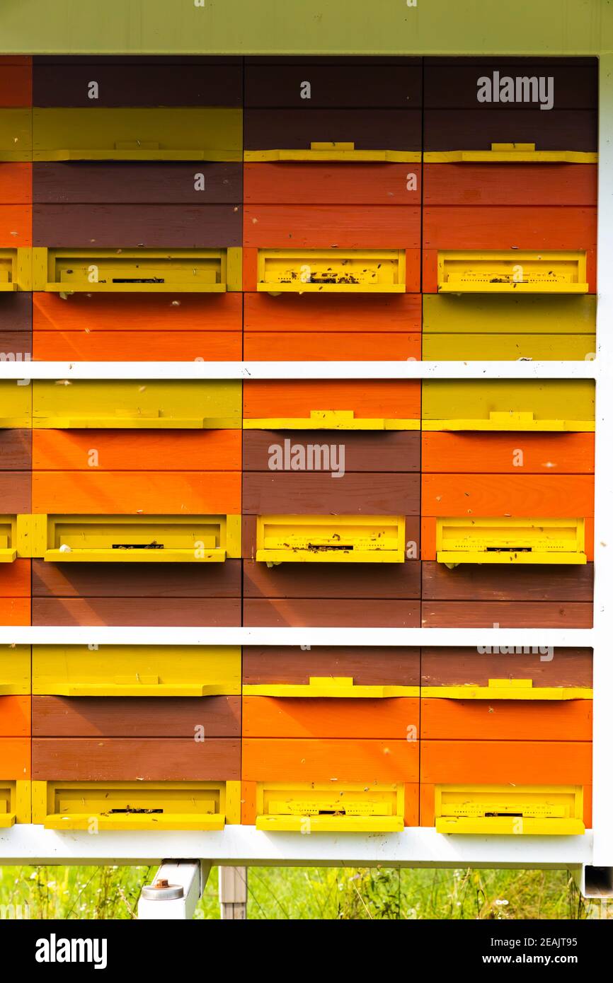 Alveare di api a Vipavipavska Dolina in Slovenia Foto Stock