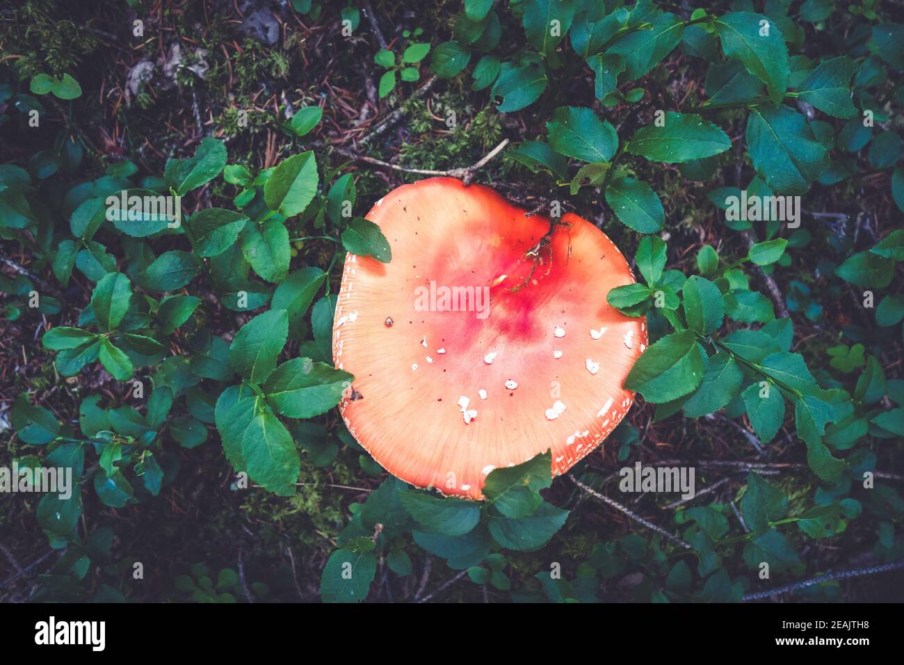 Amanita muscaria. fly agaric toadstool Foto Stock