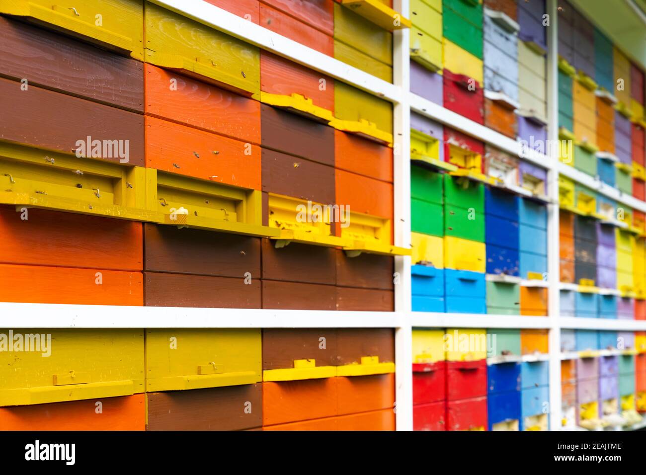 Alveare di api a Vipavipavska Dolina in Slovenia Foto Stock