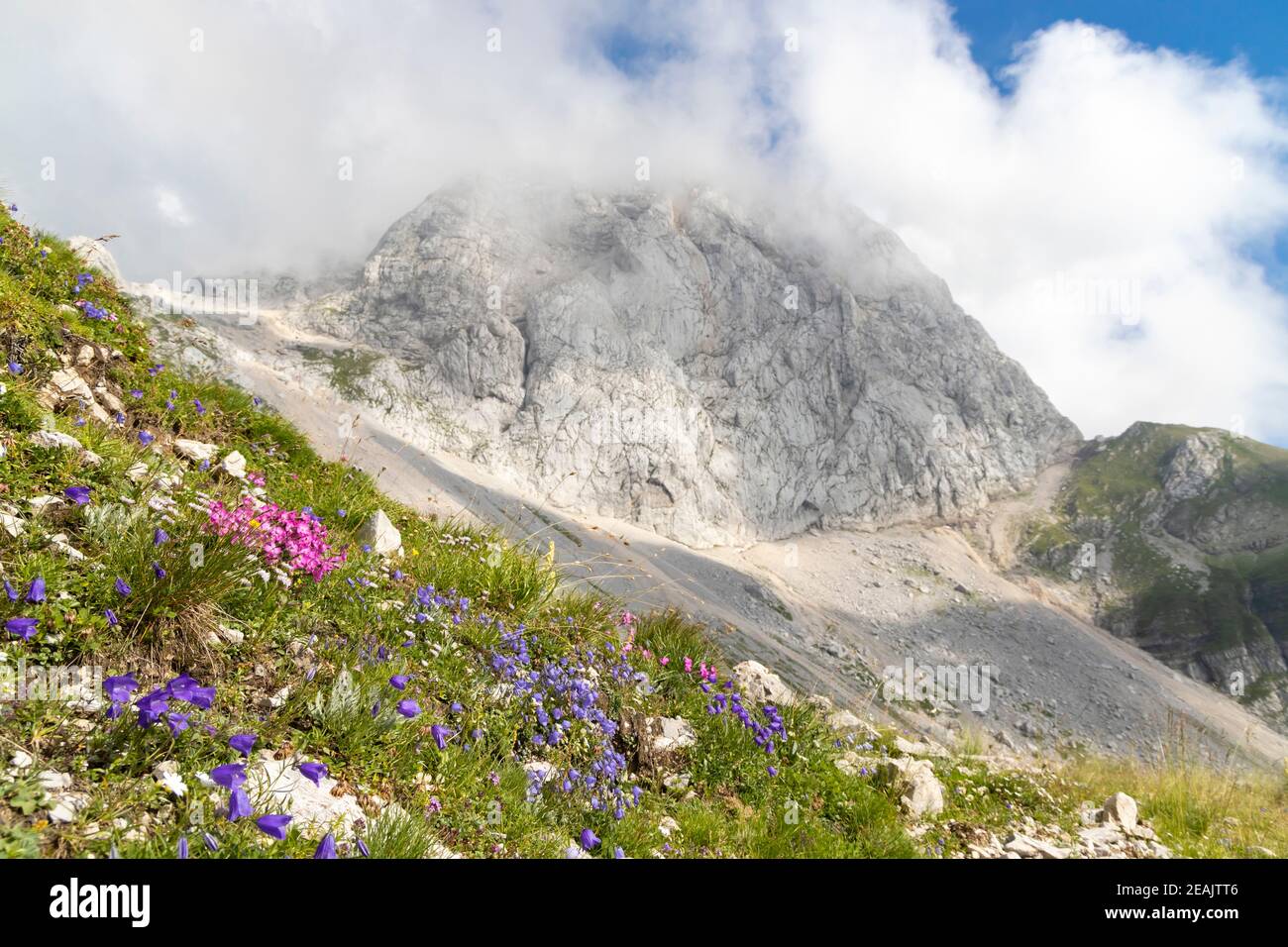 La flora di montagna vicino Mangart, il parco nazionale del Triglav, sulle Alpi Giulie, Slovenia Foto Stock