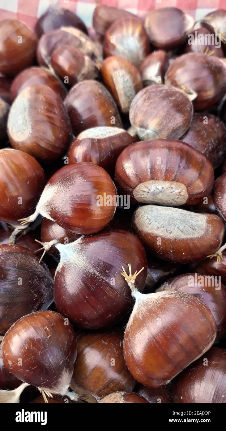 Autunnale, frutti di stagione raccolti nella foresta, castagne, macro Foto Stock