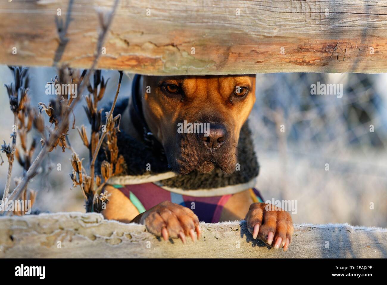 Cane rivestito guardando attraverso Fence di legno ghiacciato in inverno Foto Stock