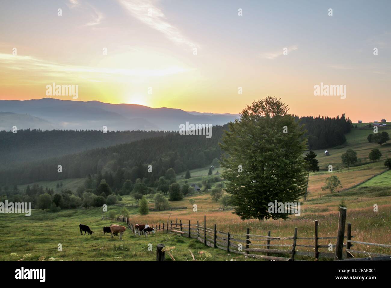 Mattina presto con il sole dietro le montagne - animali e. albero dominante nei toutains Foto Stock