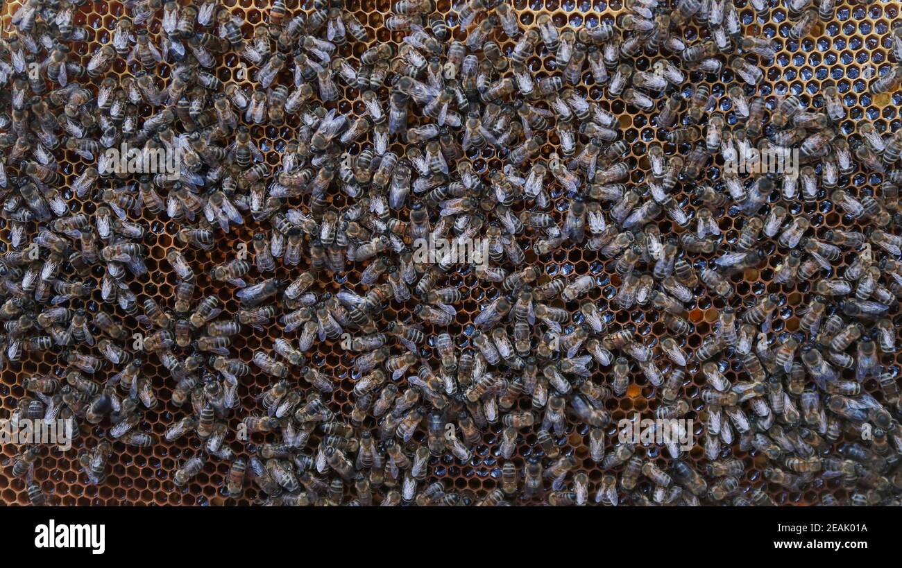 Folla di api su nido d'ape. Api che lavorano su nido d'ape. Produzione di miele. Apicoltura commerciale. Foto Stock