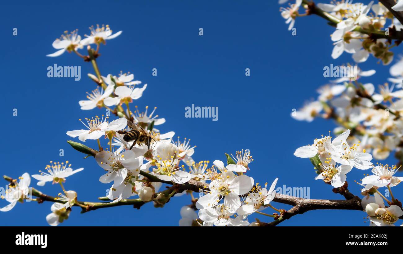 Bee raccogliere il polline di un fiore Foto Stock