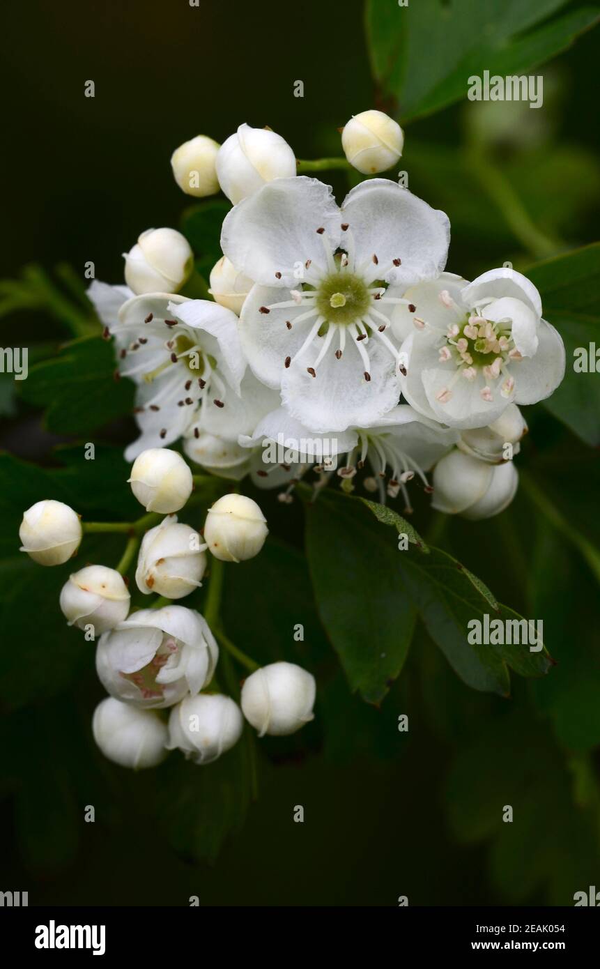 Biancospino blossom Foto Stock