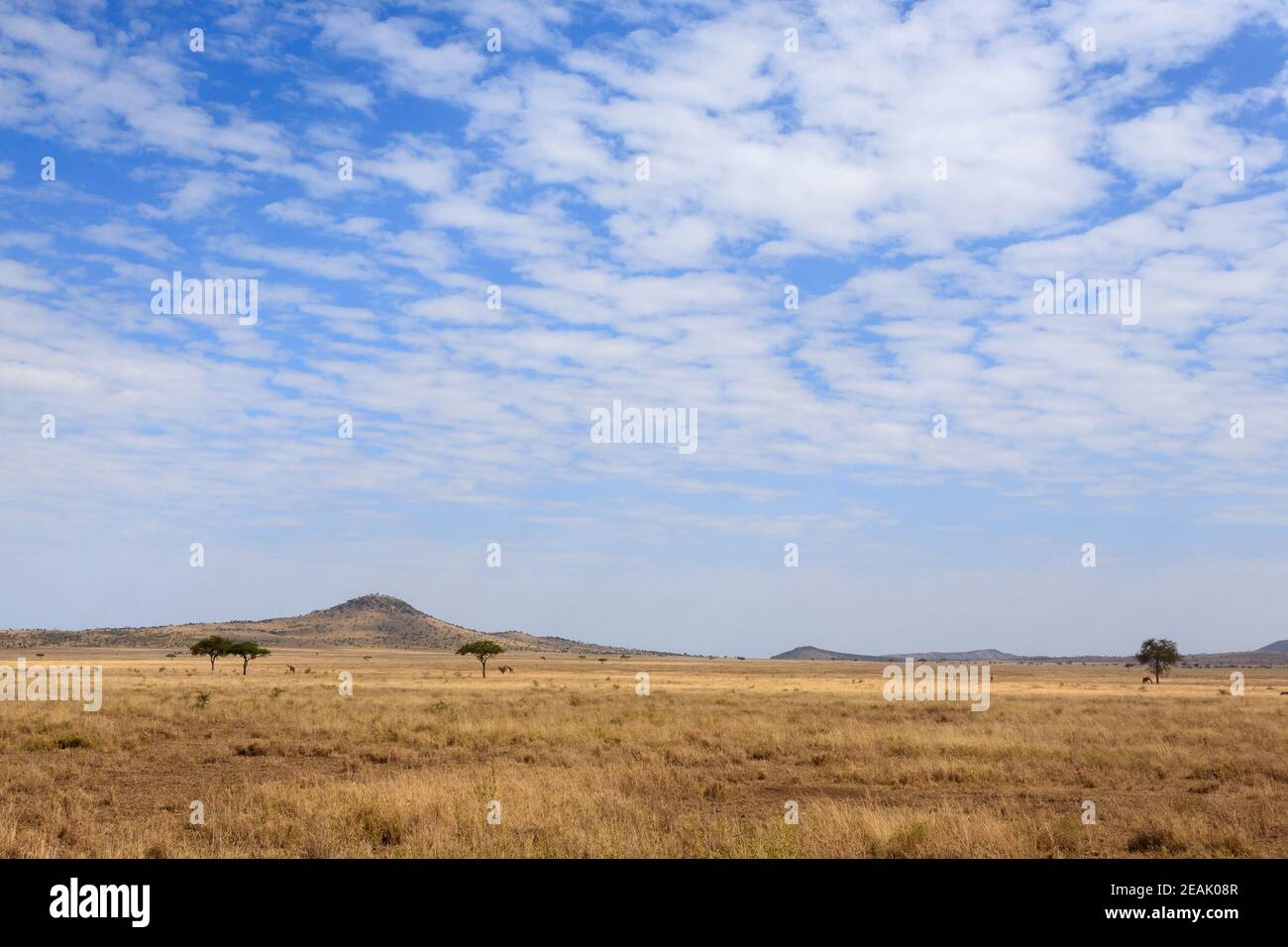 Parco Nazionale Serengeti paesaggio, Tanzania, Africa Foto Stock