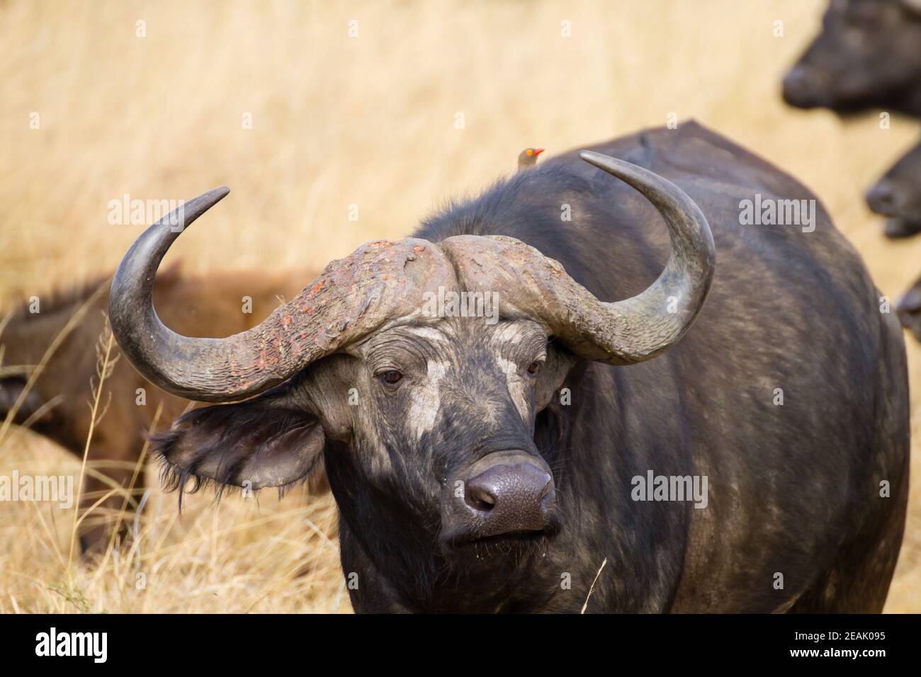 Capo bufalo del Parco Nazionale di Serengeti, Tanzania, Africa Foto Stock