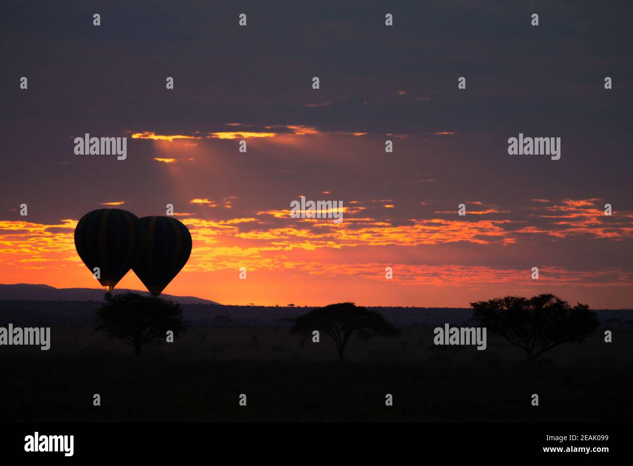 Dawn al Parco Nazionale Serengeti, Tanzania, Africa Foto Stock