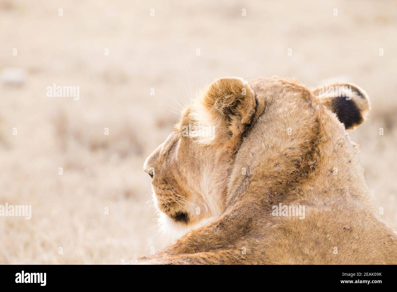 Primo piano su leoness. Parco Nazionale di Serengeti, Tanzania, Africa Foto Stock