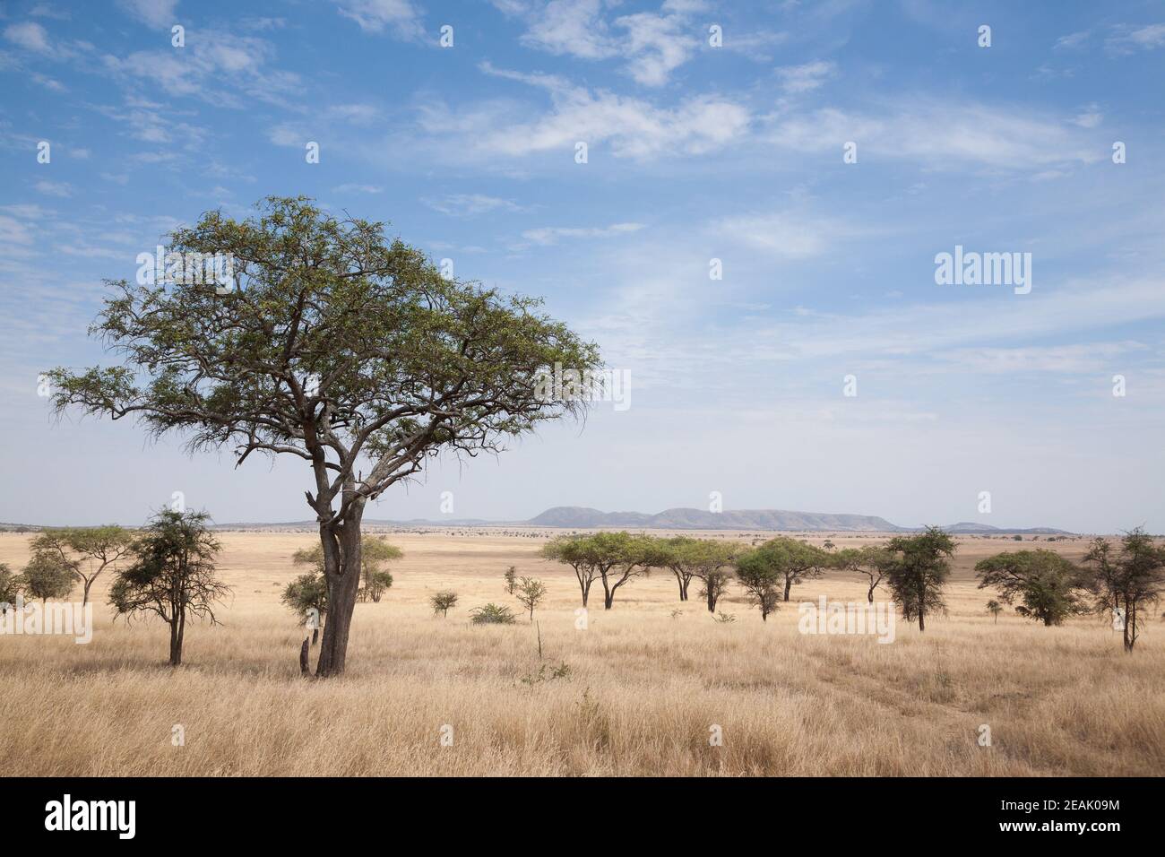 Parco Nazionale Serengeti paesaggio, Tanzania, Africa Foto Stock