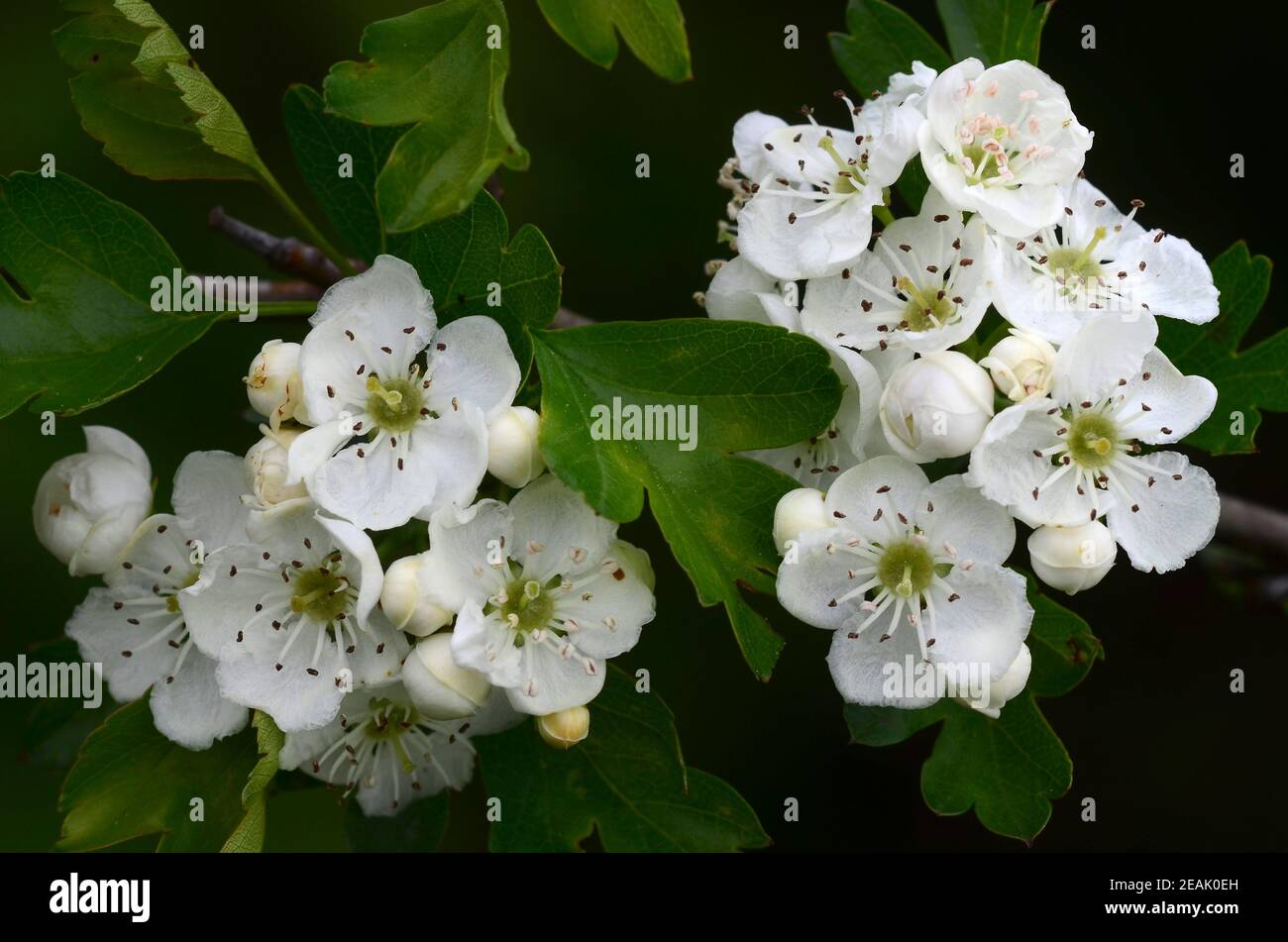 Biancospino blossom Foto Stock
