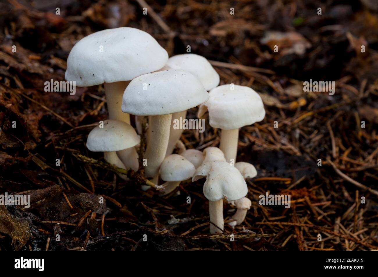 I corpi fruttiferi dei domecaps bianchi (Lyophyllum connatum) che crescono attraverso la lettiera delle foglie sul pavimento della foresta, vicino a Baiersbronn nella Foresta Nera, Foto Stock