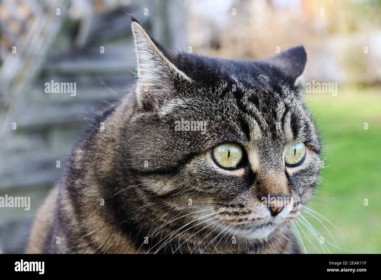 Un gatto guarda con occhi grandi e indossa le orecchie Foto Stock