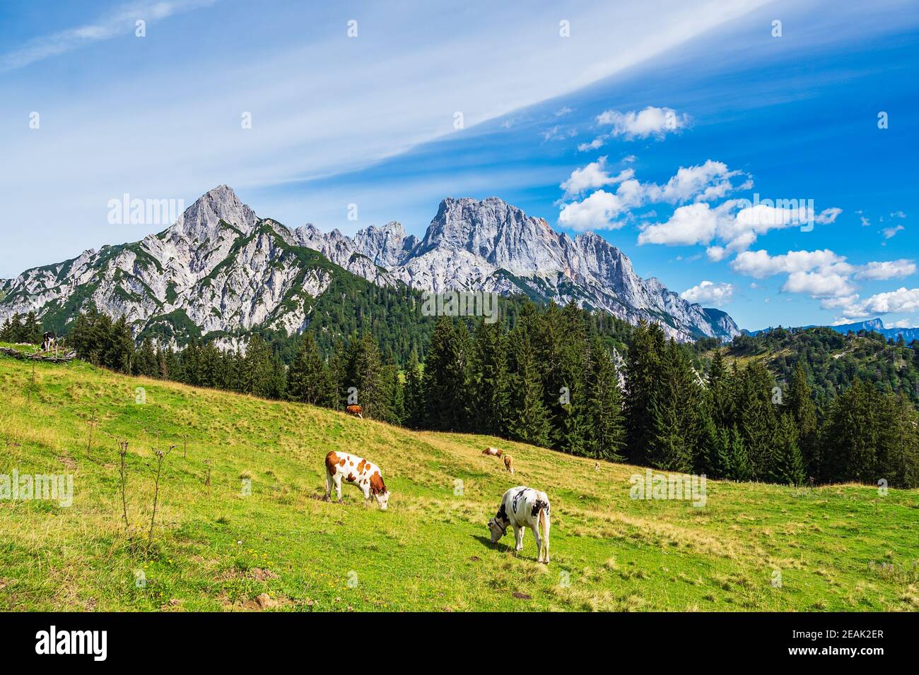 Vista sul pascoli di montagna Litzlalm nelle Alpi, Austria Foto Stock