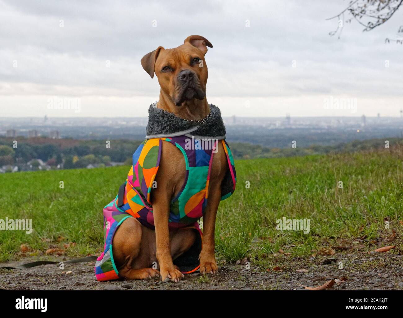 Cane di Pitbulltype con cappotto seduto davanti a Colonia. Foto Stock