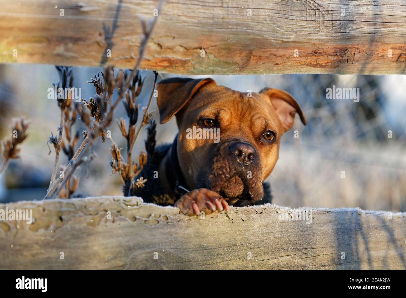 Carino trys del cane rivestito per sfuggire alla recinzione di legno ghiacciato in inverno. Foto Stock