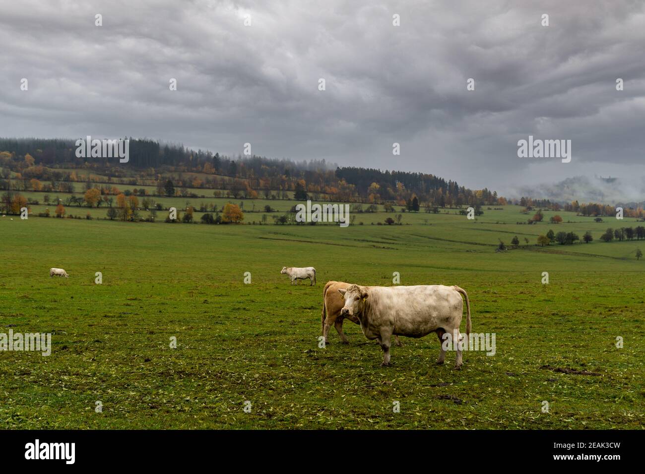pascolo tori su pascolo verde in autunno Foto Stock