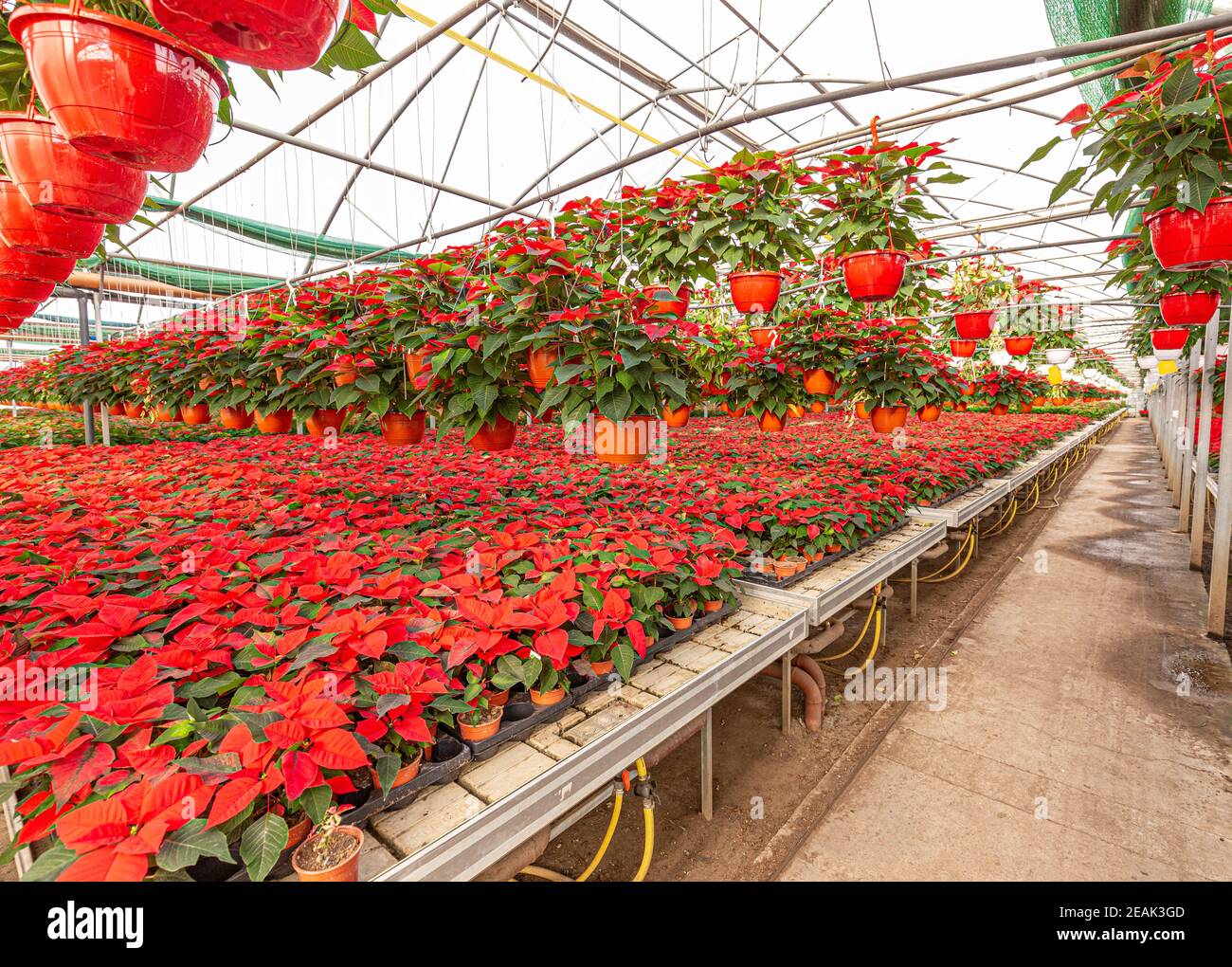 Poinsettias in serra Foto Stock