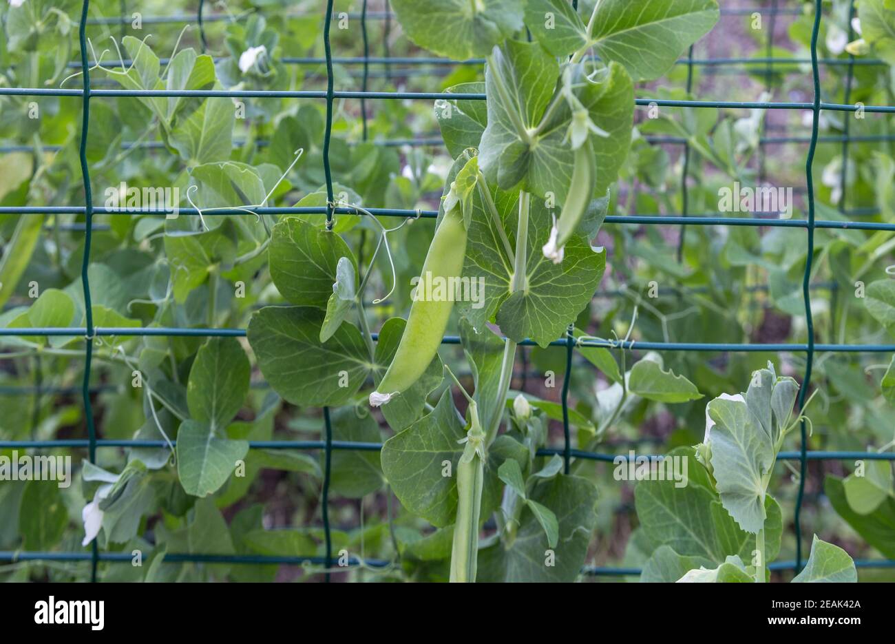 Primavera nel giardino ecologico formale. Coltivazione biologica di erbe e verdure. Piselli verdi in un orto, legati su una griglia Foto Stock
