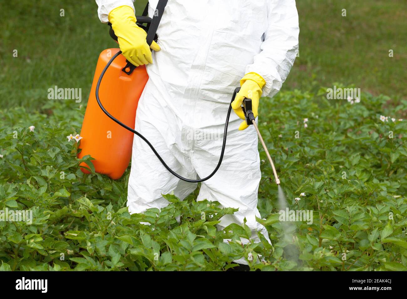 Spray erbicida. Ortaggi non biologici. Foto Stock