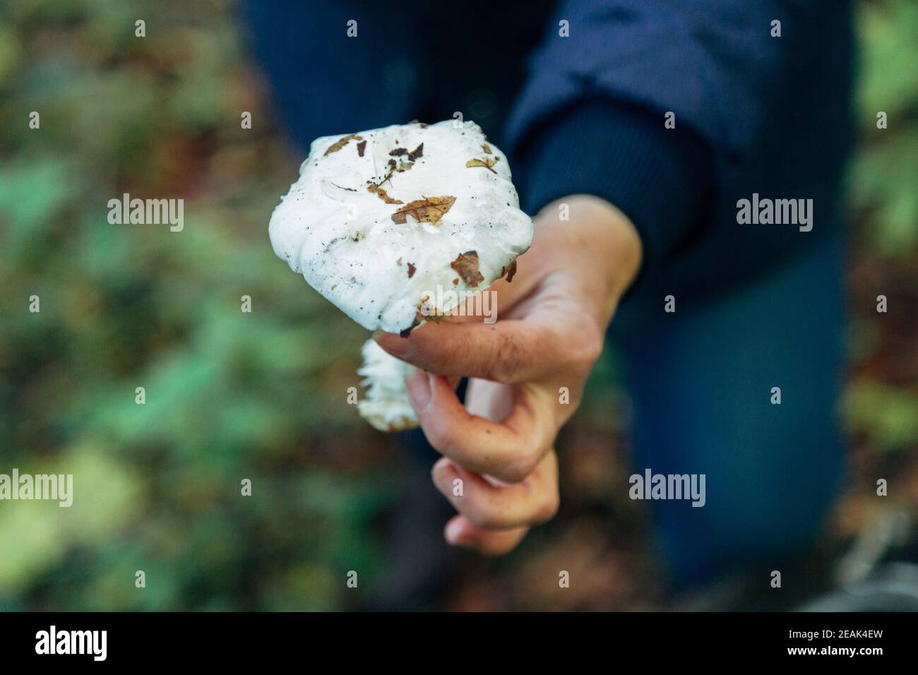 Raccolta di funghi nella foresta grande. Fungo alfine Foto Stock