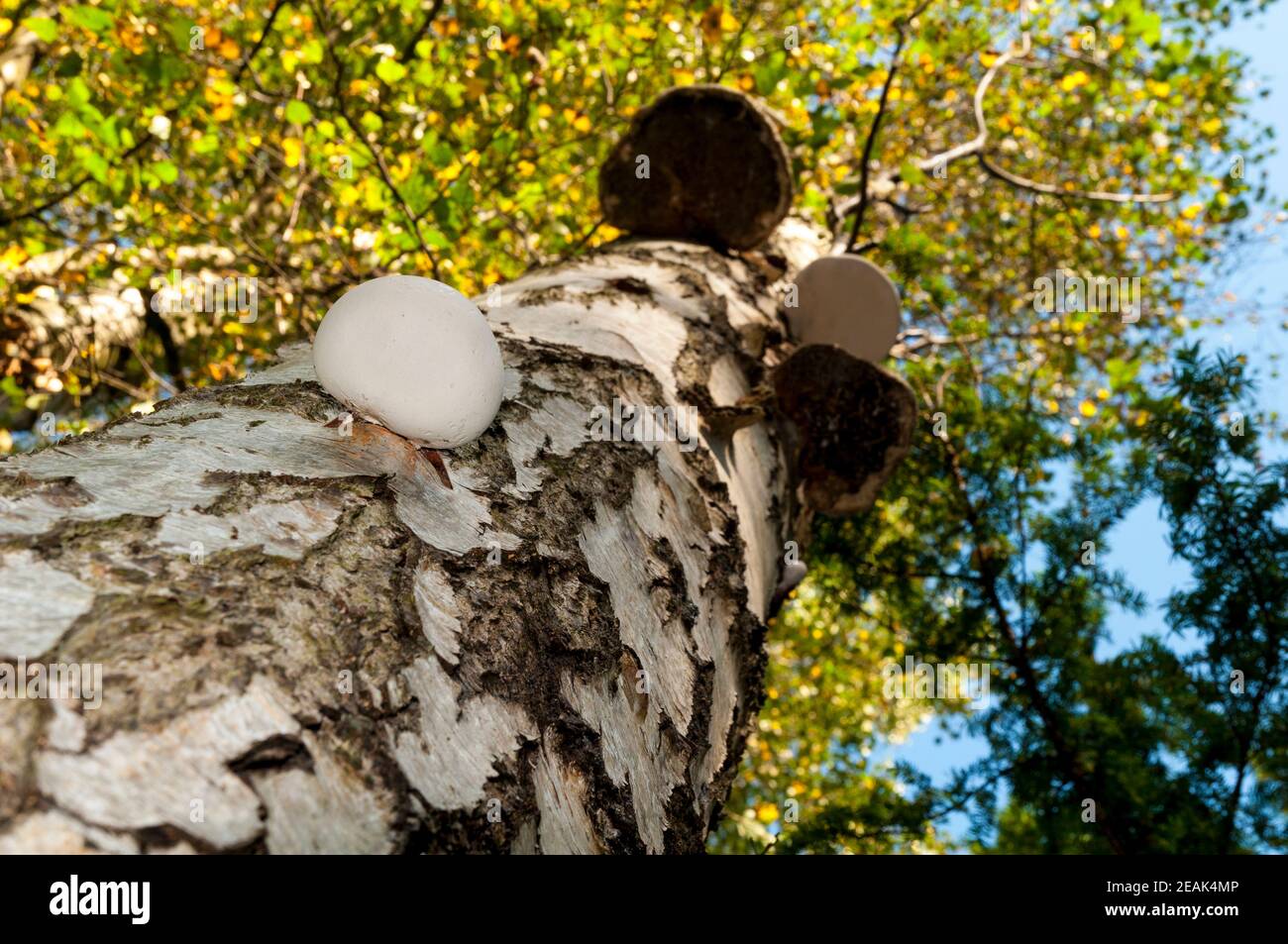I corpi fruttanti di polipo di betulla (Piptoporus betulinus) che crescono sul tronco di un albero di betulla argentata in Thorp Perrow Arboretum, North Yorkshire. S Foto Stock
