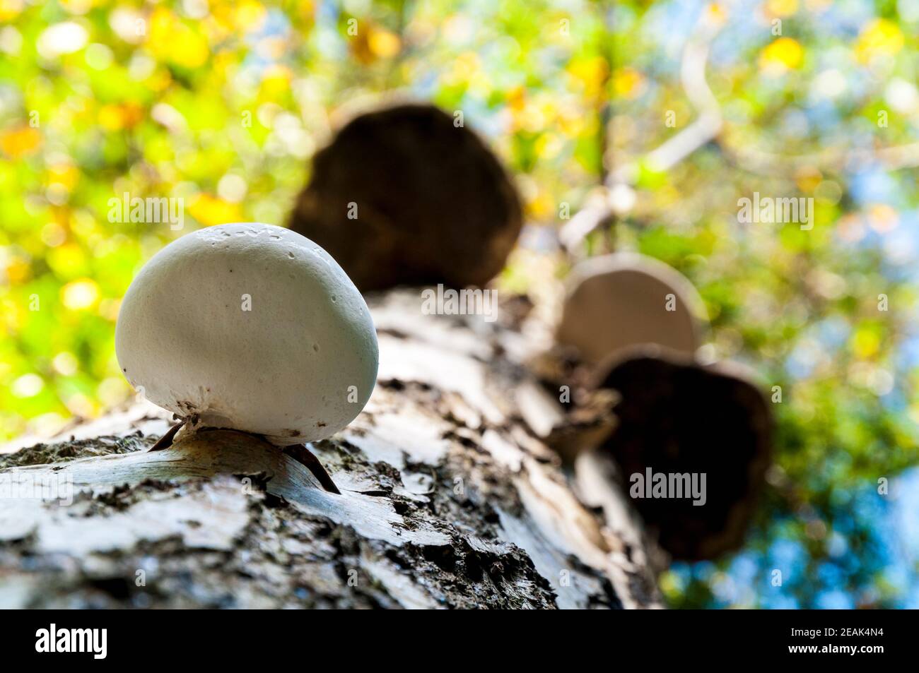 I corpi fruttanti di polipo di betulla (Piptoporus betulinus) che crescono sul tronco di un albero di betulla argentata in Thorp Perrow Arboretum, North Yorkshire. S Foto Stock