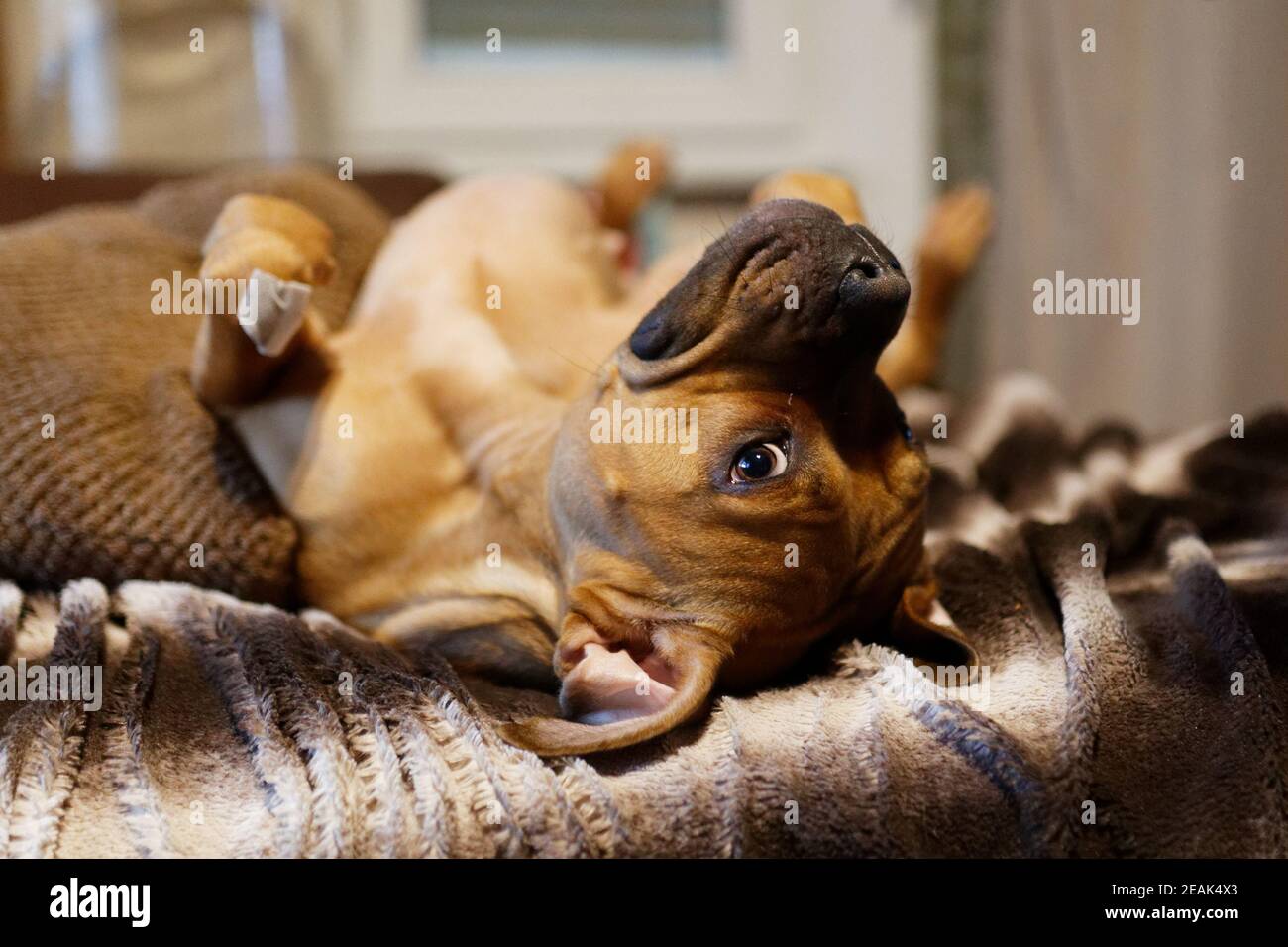 Il cane si mette capovolto su un divano marrone con divertente espressione facciale Foto Stock