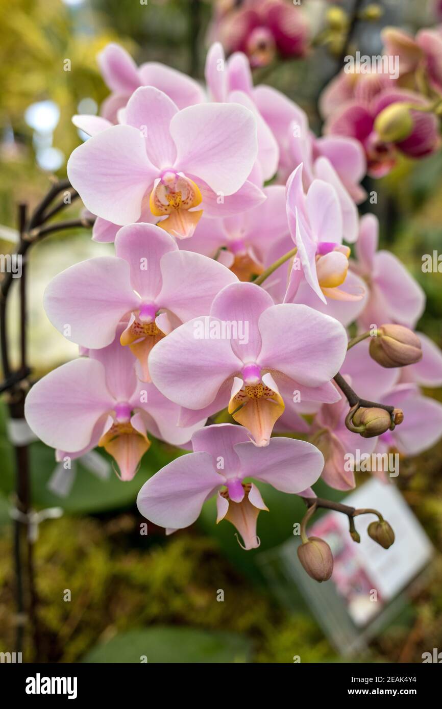 Close up di bellezza coloratissimi fiori di orchidea Foto Stock