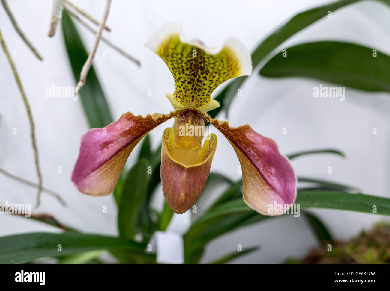 Close up di bellezza coloratissimi fiori di orchidea Foto Stock